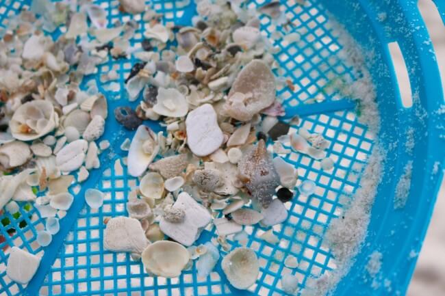 Seashells are perfect for beach themed crafts