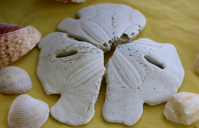 Seashells make fantastic tools for teaching kids about sea life